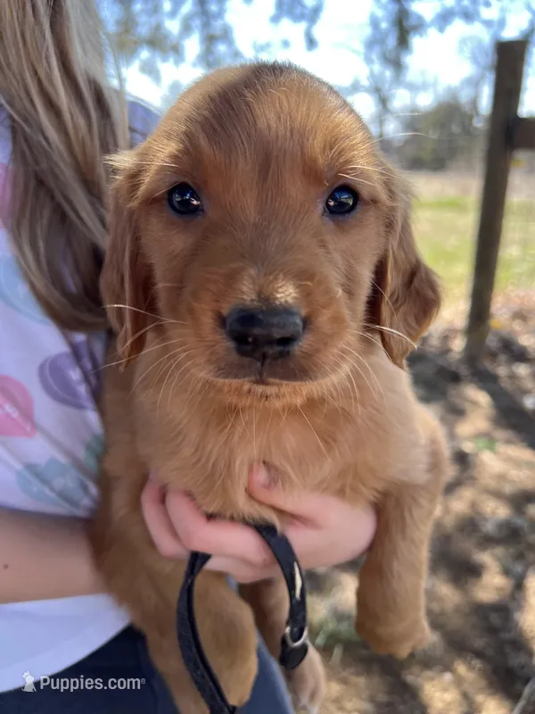 Black male , a male Golden Retriever for sale in Edinburg, VA – Photo 1 of 3