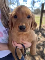 Black male , a male Golden Retriever for sale in Edinburg, VA – Photo 1 of 3