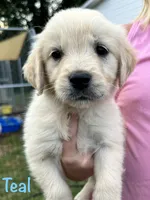 Miss Teal, a female Golden Retriever for sale in Edinburg, VA – 1 of 8