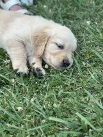 Mr Gray , a male Golden Retriever for sale in Edinburg, VA – 5 of 6