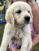 Miss Lilac, a female Golden Retriever for sale in Edinburg, VA – 4 of 7