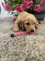 Pink , a female Golden Retriever for sale in Edinburg, VA – 2 of 6