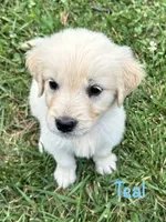 Miss Teal, a female Golden Retriever for sale in Edinburg, VA – 5 of 8