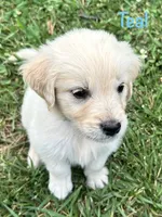 Miss Teal, a female Golden Retriever for sale in Edinburg, VA – 3 of 8