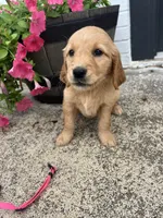Pink , a female Golden Retriever for sale in Edinburg, VA – 4 of 6