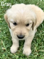 Mr Gray , a male Golden Retriever for sale in Edinburg, VA – 4 of 6