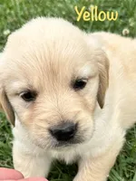 Miss Yellow , a female Golden Retriever for sale in Edinburg, VA – 2 of 7