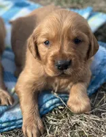 Blue boy, a male Golden Retriever for sale in Edinburg, VA – Photo 1 of 2