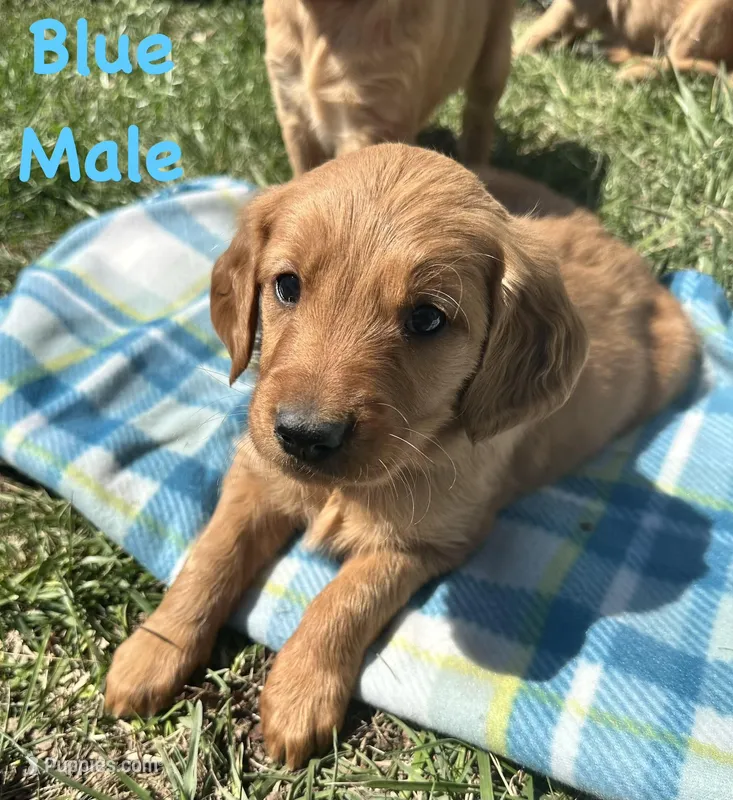 Blue boy – Golden Retriever puppy for sale in Edinburg, VA