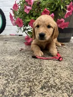Pink , a female Golden Retriever for sale in Edinburg, VA – 1 of 6