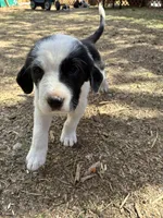 Oreo, a female Old English Sheepdog and Saint Bernard for sale in Denver, CO – Photo 2 of 2