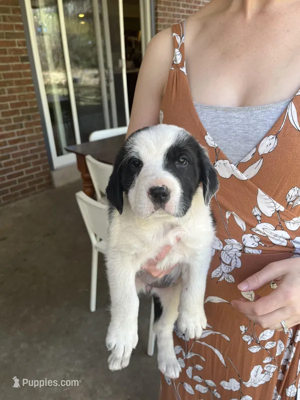 Oreo – Old English Sheepdog, Saint Bernard puppy for sale in Denver, CO