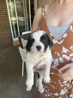 Oreo, a female Old English Sheepdog and Saint Bernard for sale in Denver, CO – Photo 1 of 2