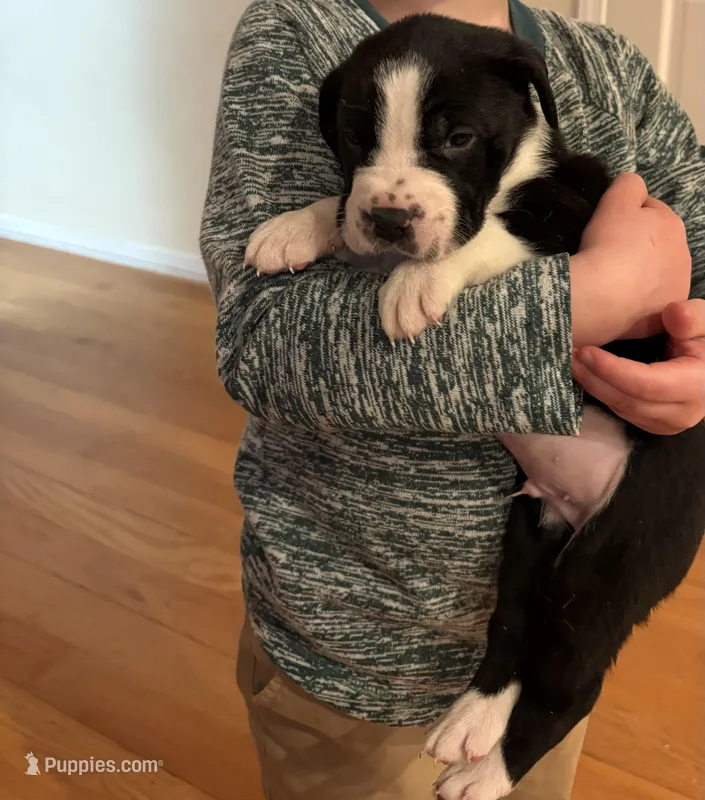 Stanley Jr.  – Staffordshire Bull Terrier, Newfoundland puppy for sale in Denver, CO