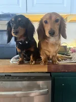 Jett, a male Miniature Dachshund for sale in Finleyville, PA – Photo 10 of 10