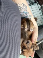 Jett, a male Miniature Dachshund for sale in Finleyville, PA – Photo 2 of 10