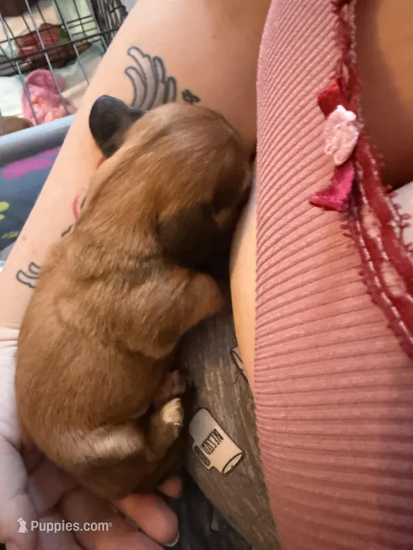 Jett – Miniature Dachshund puppy for sale in Finleyville, PA