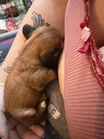 Jett, a male Miniature Dachshund for sale in Finleyville, PA – Photo 1 of 10