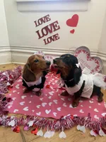 Jett, a male Miniature Dachshund for sale in Finleyville, PA – Photo 8 of 10