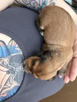 Jett, a male Miniature Dachshund for sale in Finleyville, PA – Photo 3 of 10