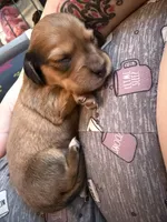 Jett, a male Miniature Dachshund for sale in Finleyville, PA – Photo 9 of 10