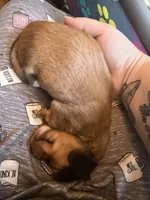 Jett, a male Miniature Dachshund for sale in Finleyville, PA – Photo 5 of 10