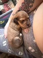 Jett, a male Miniature Dachshund for sale in Finleyville, PA – Photo 6 of 10