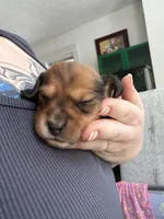 Jett, a male Miniature Dachshund for sale in Finleyville, PA – Photo 4 of 10