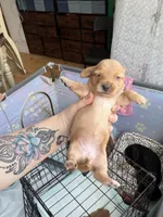 Rosie, a female Miniature Dachshund for sale in Finleyville, PA – Photo 1 of 9