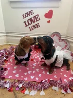 Rosie, a female Miniature Dachshund for sale in Finleyville, PA – Photo 5 of 9