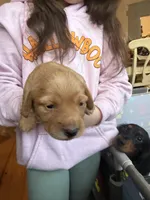 Rosie, a female Miniature Dachshund for sale in Finleyville, PA – Photo 4 of 9