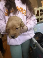 Rosie, a female Miniature Dachshund for sale in Finleyville, PA – Photo 3 of 9