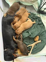 Rosie, a female Miniature Dachshund for sale in Finleyville, PA – Photo 6 of 9