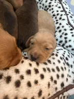 Rosie, a female Miniature Dachshund for sale in Finleyville, PA – Photo 7 of 9