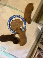 Rosie, a female Miniature Dachshund for sale in Finleyville, PA – Photo 9 of 9