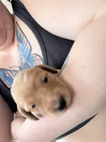 Rosie, a female Miniature Dachshund for sale in Finleyville, PA – Photo 2 of 9