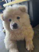 Due October tenth, a  Chow Chow for sale in Panama City, FL – 8 of 10