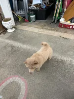 Due October tenth, a  Chow Chow for sale in Panama City, FL – 7 of 10