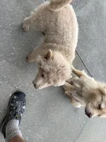 Due October tenth, a  Chow Chow for sale in Panama City, FL – 3 of 10