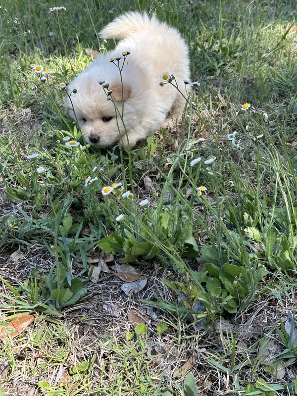 Elsa  – Chow Chow puppy for sale in Panama City, FL