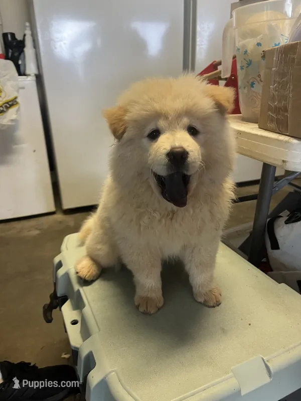 Due October tenth – Chow Chow puppy for sale in Panama City, FL