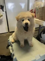 Due October tenth, a  Chow Chow for sale in Panama City, FL – 2 of 10