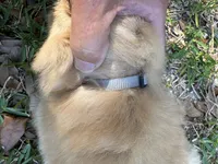 Olaf, a male Chow Chow for sale in Panama City, FL – Photo 3 of 3