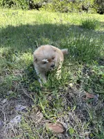 Olaf, a male Chow Chow for sale in Panama City, FL – Photo 1 of 3