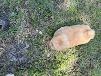 Olaf, a male Chow Chow for sale in Panama City, FL – Photo 2 of 3