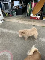Due October tenth, a  Chow Chow for sale in Panama City, FL – 10 of 10