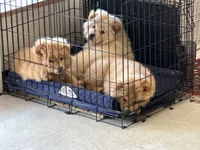 Due October tenth, a  Chow Chow for sale in Panama City, FL – 9 of 10