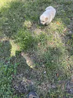 Belle, a female Chow Chow for sale in Panama City, FL – Photo 4 of 4