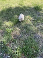 Belle, a female Chow Chow for sale in Panama City, FL – Photo 2 of 4
