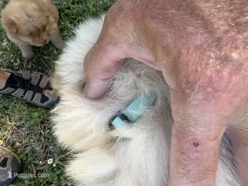 Belle – Chow Chow puppy for sale in Panama City, FL